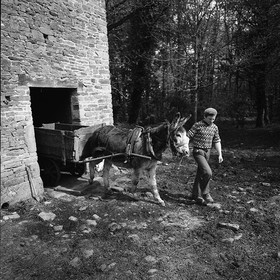 L'Ane à la ferme