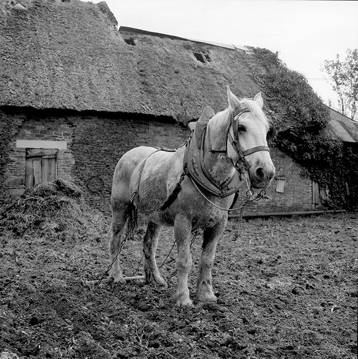 Le champ derrière la ferme