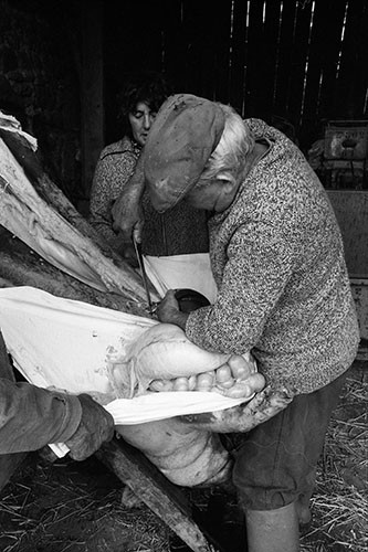 La journée du Cochon