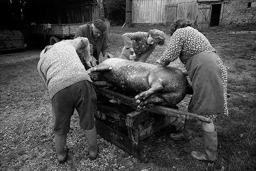 La journée du Cochon