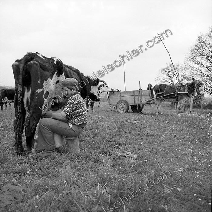 Traite dans les champs