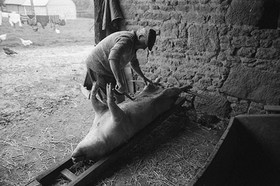 La journée du Cochon