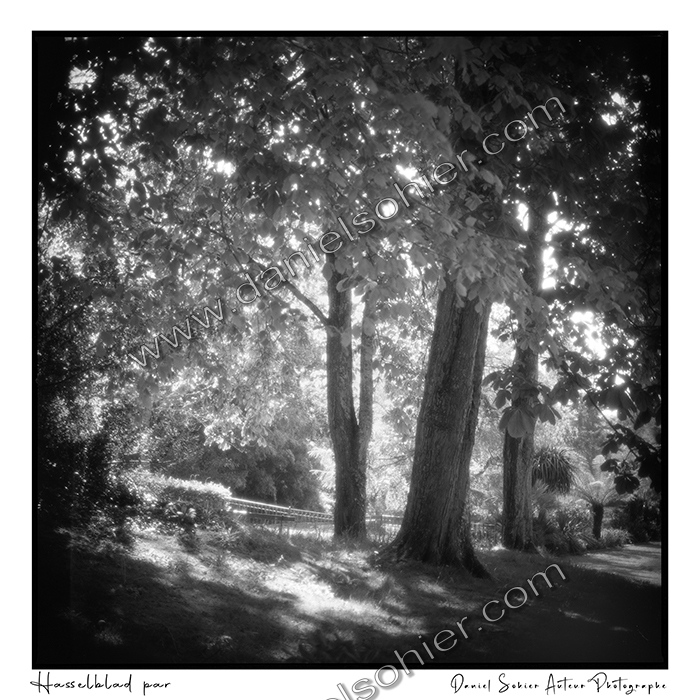 Création photographique noir et blanc argentique