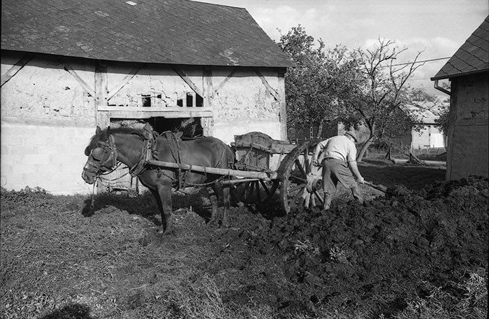 Le fumier dans l'Baniau