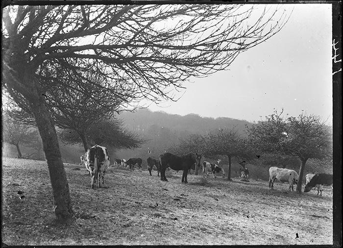 Photographie Gustave Bazire (1893-1941)