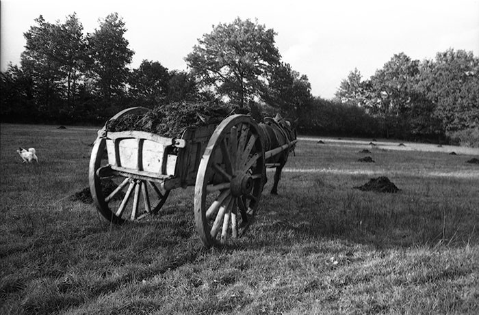 Le fumier dans l'Baniau