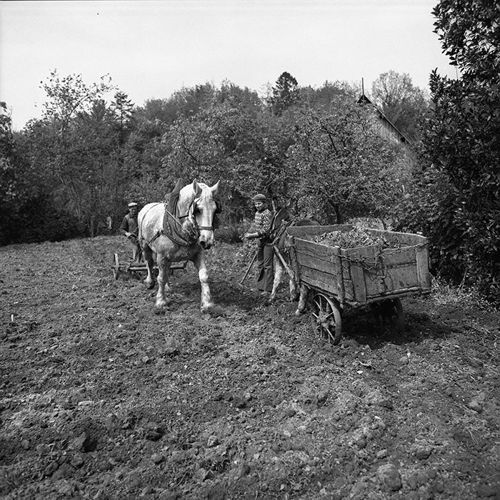 Le champ derrière la ferme