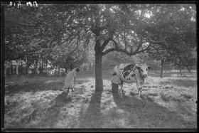 Photographie Gustave Bazire (1893-1941)