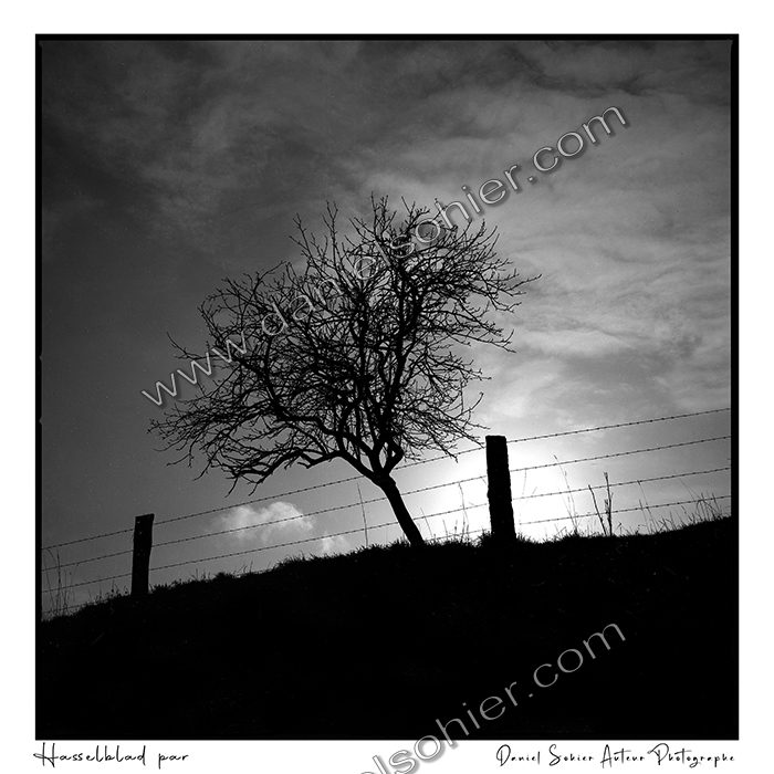 Création photographique noir et blanc argentique