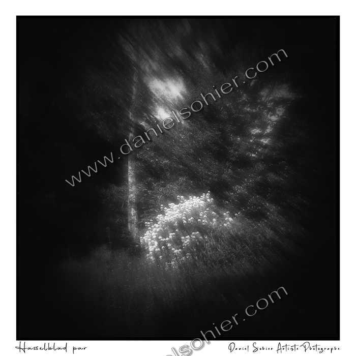 Création photographique noir et blanc argentique