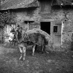 L'Ane à la ferme
