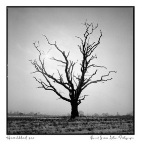 Création photographique noir et blanc argentique