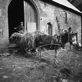 L'Ane à la ferme