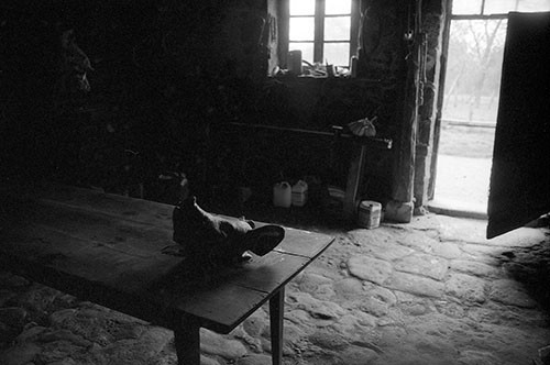 La journée du Cochon