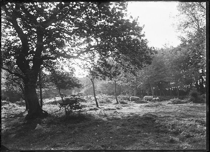 Photographie Gustave Bazire (1893-1941)