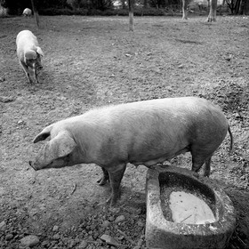 Reportage argentique