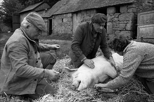 La journée du Cochon