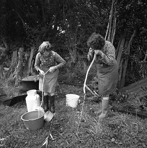 La journée du Cochon