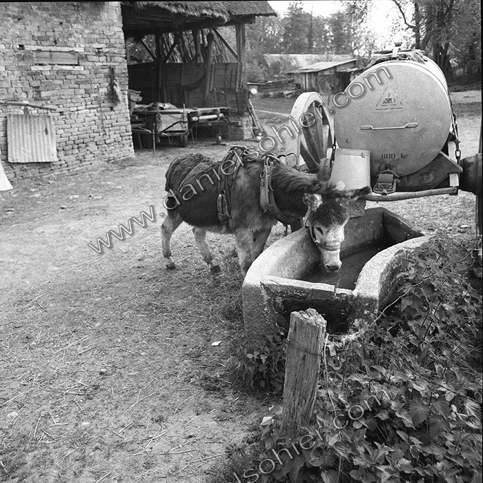 L'Ane à la ferme