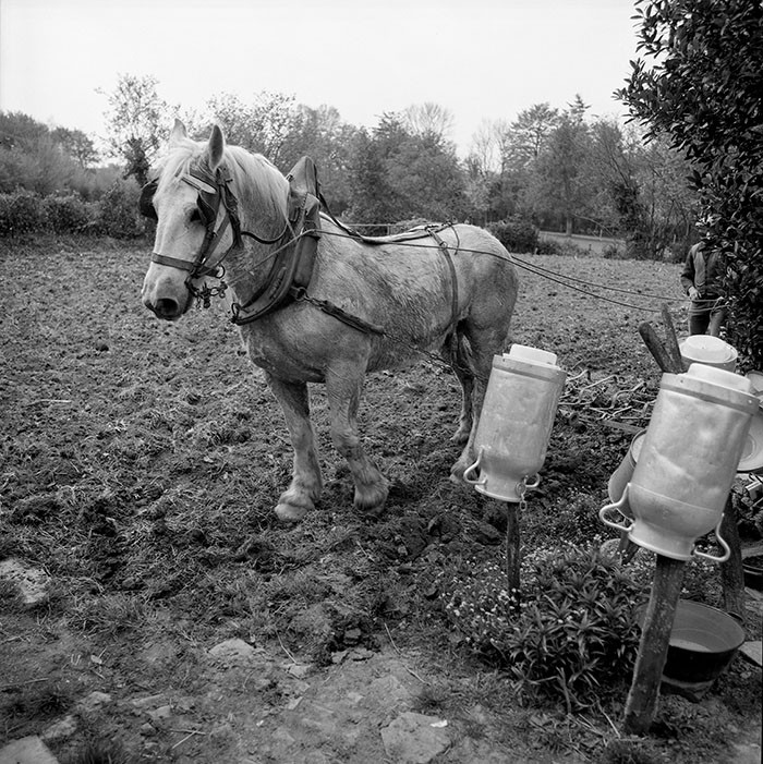 Le champ derrière la ferme