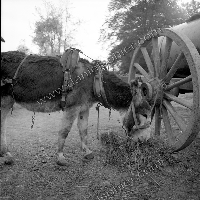 L'Ane à la ferme
