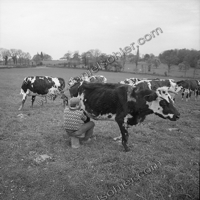 Traite dans les champs