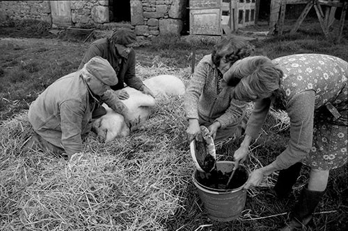La journée du Cochon