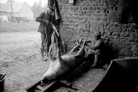 La journée du Cochon