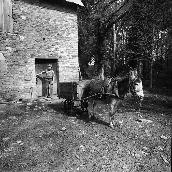 L'Ane à la ferme