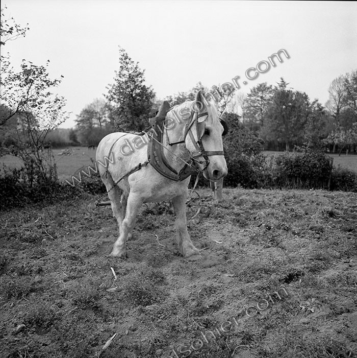 Le champ derrière la ferme