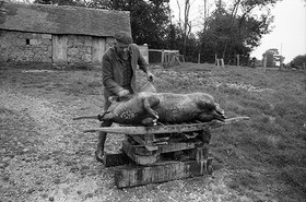 La journée du Cochon