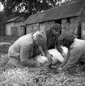 La journée du Cochon