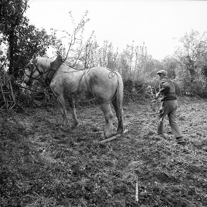 Le champ derrière la ferme