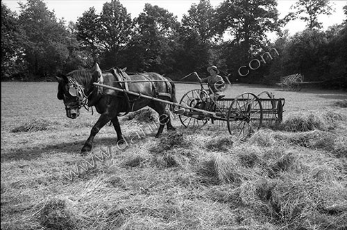 Reportage sur les foins