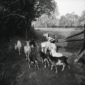 Les chèvres