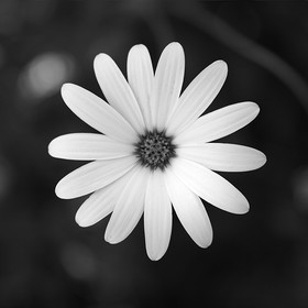 Création Noir&Blanc