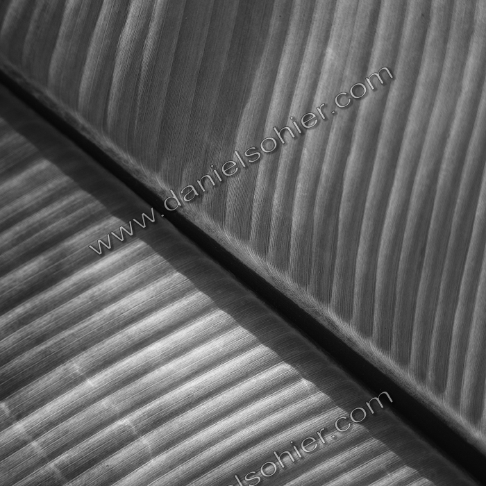 Création Noir&Blanc