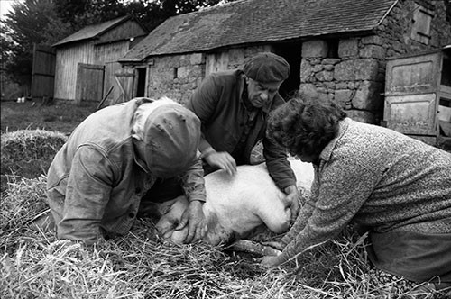 La journée du Cochon
