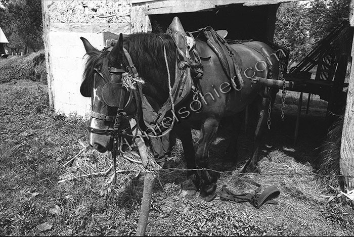 Le fumier dans l'Baniau