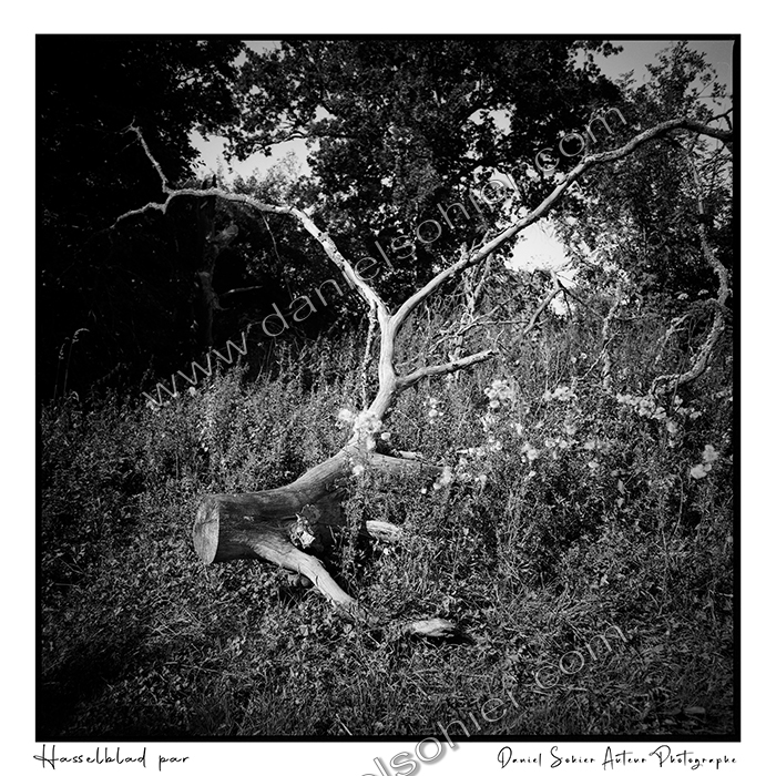 Création photographique noir et blanc argentique