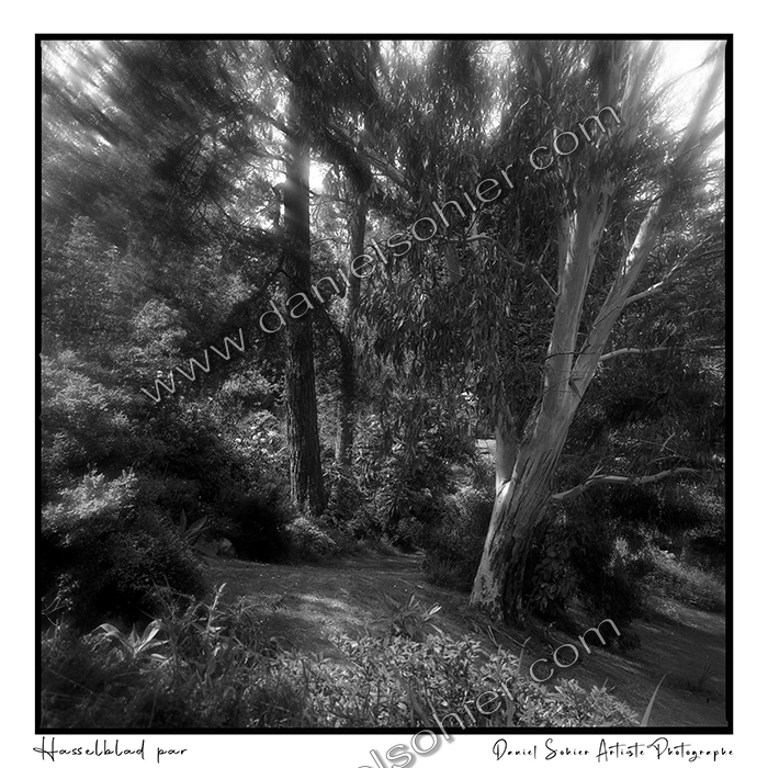 Création photographique noir et blanc argentique