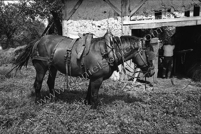 Le fumier dans l'Baniau