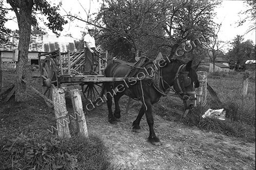 Reportage sur les foins