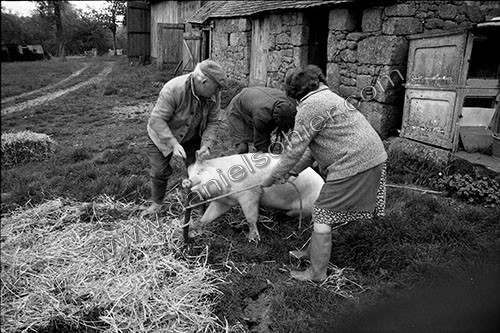 La journée du Cochon