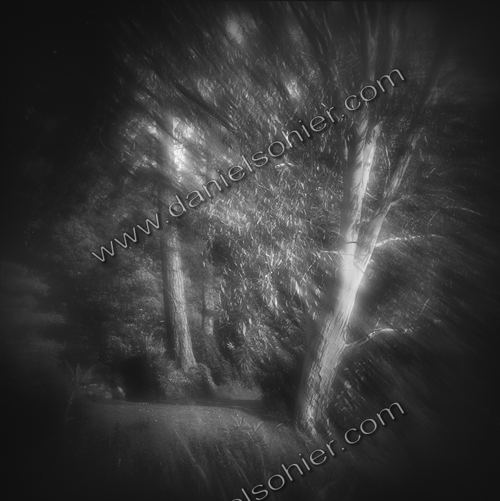 L'EUCALYPTUS - JARDIN FAVIER - Cherbourg en Cotentin - Manche - France 1986 - Hasselblad 6x6 argentique Photographie N° JF 01