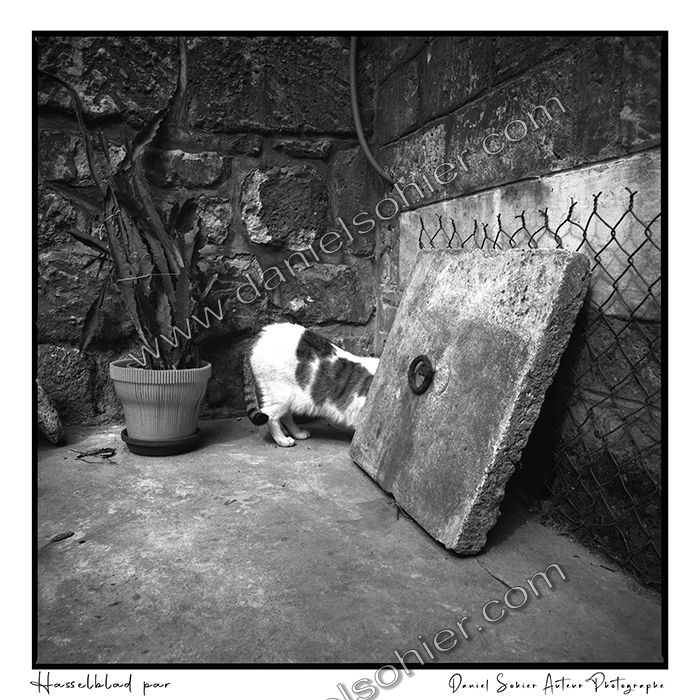 Création photographique noir et blanc argentique