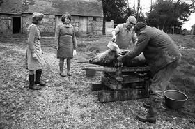 La journée du Cochon