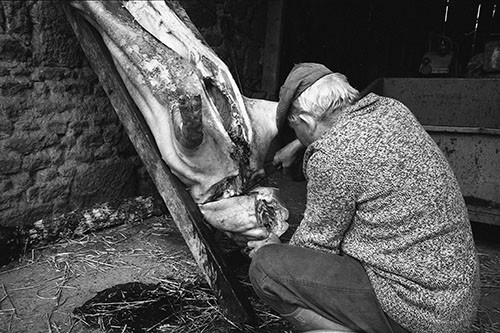 La journée du Cochon
