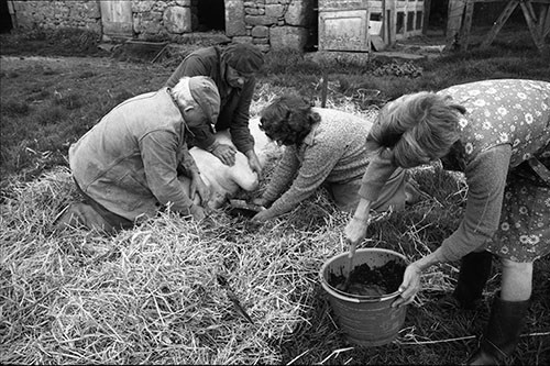 La journée du Cochon