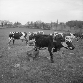 Traite dans les champs